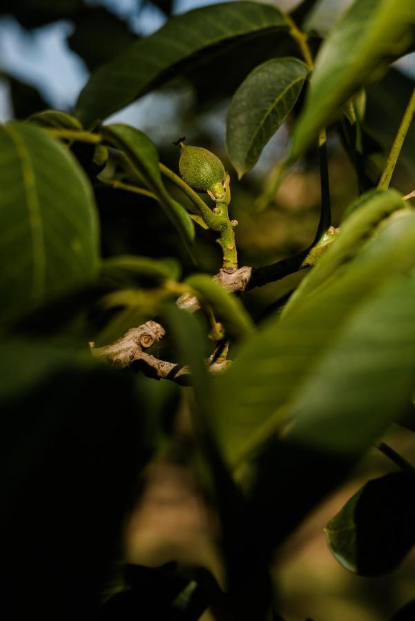 Walnut Tree Cottages Whorouly Bagian luar foto